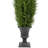 5'' Artificial Cedar Pine Arborvitae Tree In Urn Style Pot  Unlit