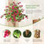 Plant-1542933259