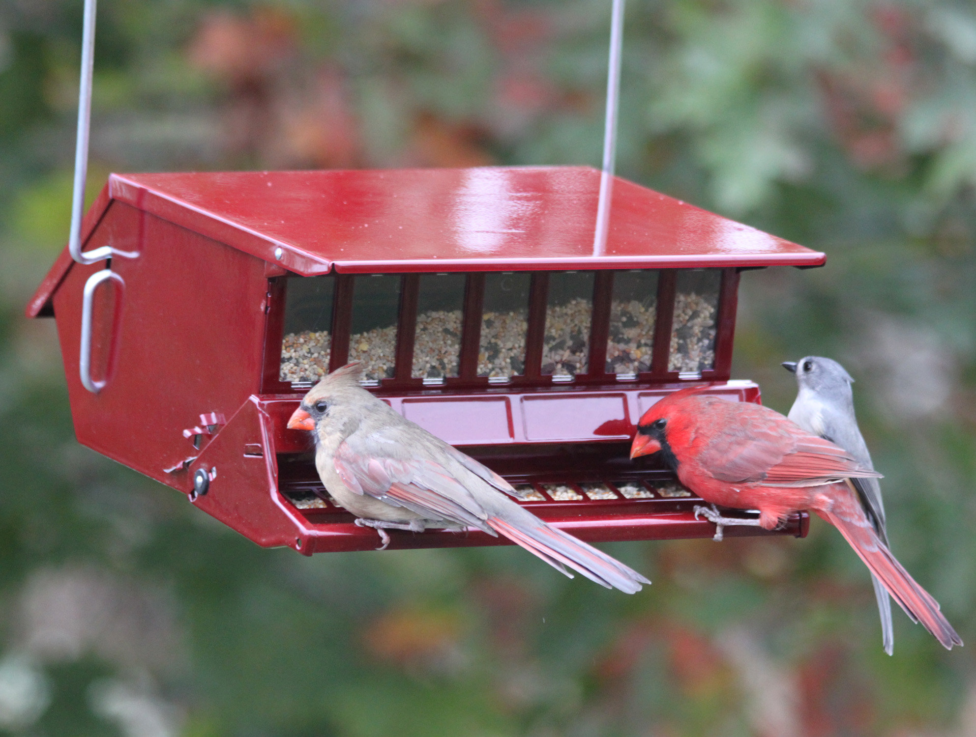 Woodlink Hopper Bird Feeder & Reviews | Wayfair
