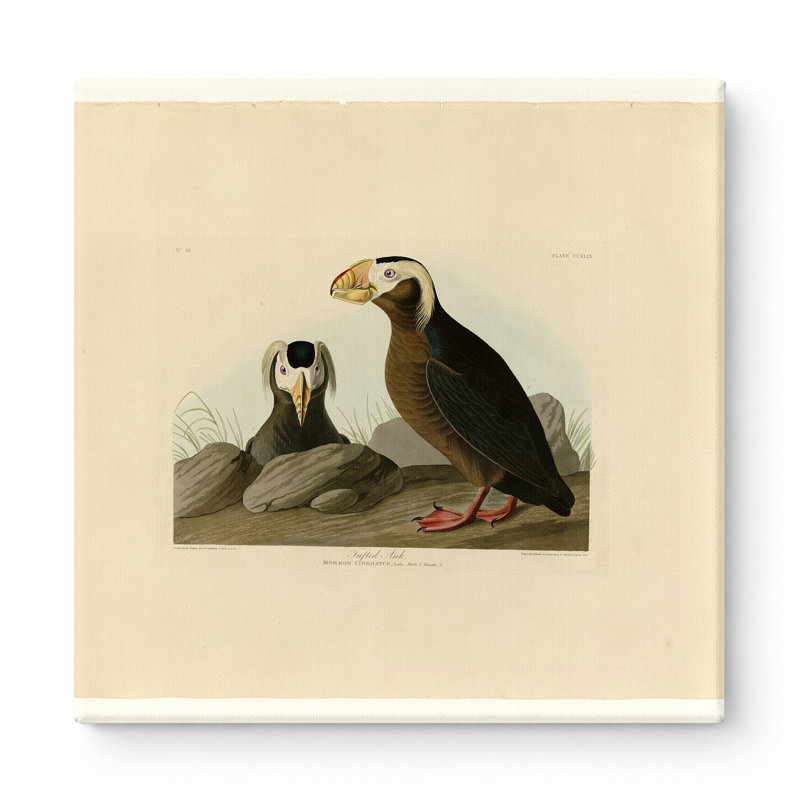 Touffeté auk, plaque CCXLIX (1835) - art mural carré sur toile, 12" W x 12" H