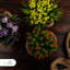 18 cm H Faux Plant-102835265
