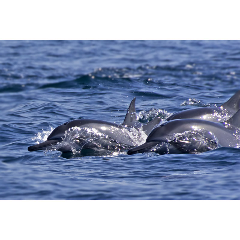Group Of Bottlenose Dolphins by UlyssePixel - Wrapped Canvas Print, 81cm H x 122cm W