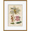 Curtis's Botanicals Giclee Print