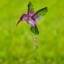 Chaîne de pluie Gribble Hummingbird