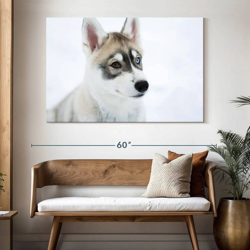 Brampt Glaring Husky, 34" H x 51" W