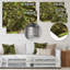 Live Oak Tunnel - Imprimé-1484076931-1597033604