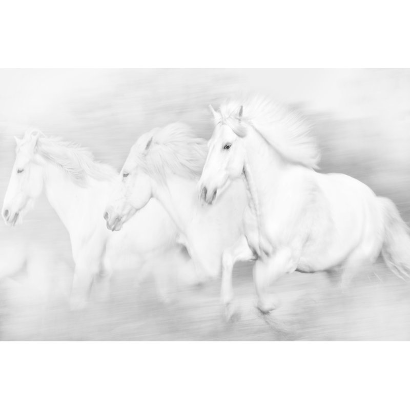 Tous les chevaux blancs, H 24 po x l 36 po x P 1,25 po