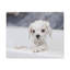 No Frame Print on Canvas-370684923