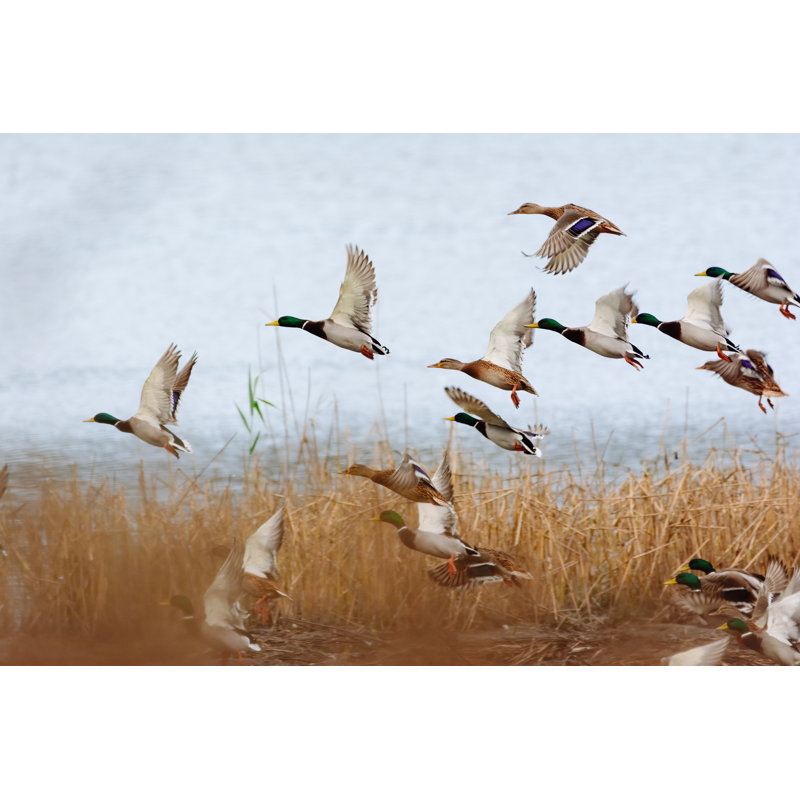 Canard colvert en vol