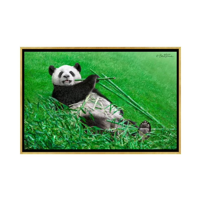 « Funny Panda » par Ben Heine-reproduction de photo, Pas de tapis, H 18 po x l 26 po x P 1,5 po, Toile encadrée d'or