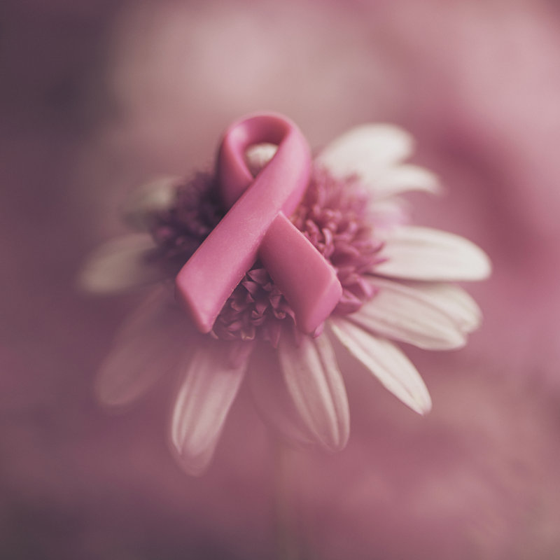 Pink Flowers With Soft Background by Catlane - Wrapped Canvas Print, 51cm H x 51cm W