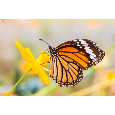 Monarch Butterfly by Techin24 - Wrapped Canvas Print