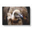 Vulture Vol.2 - Wrapped Canvas-64082230