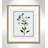 Colombe Shabby Elegance Botanical II - Framed Art-72514471-72514482