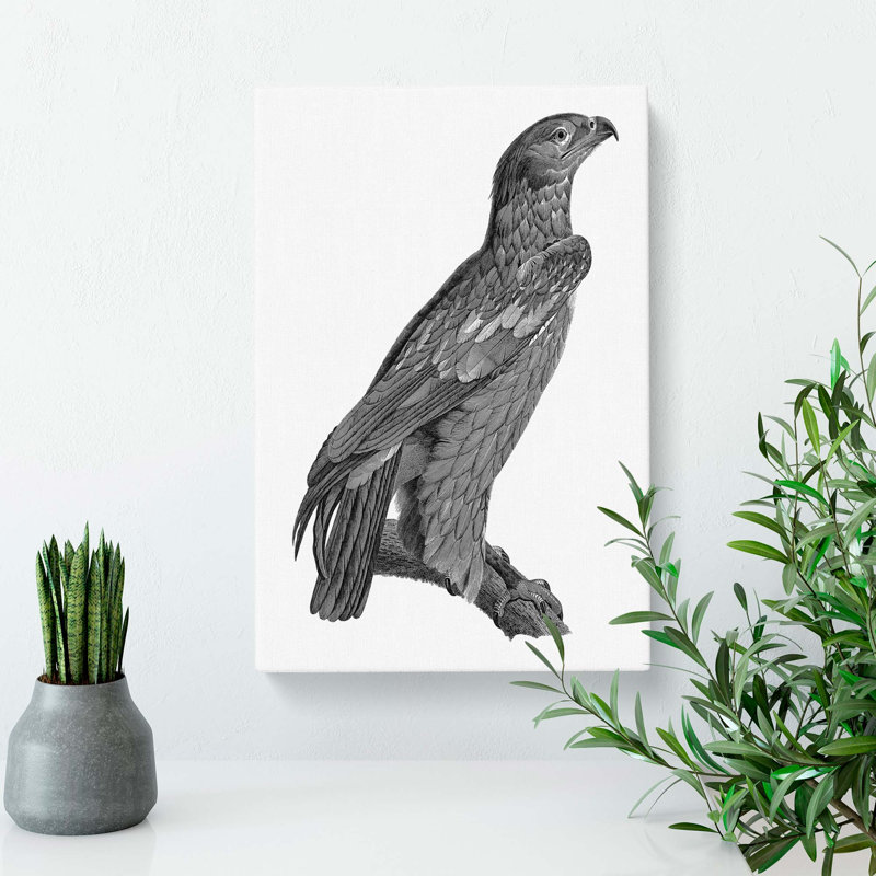 Spotted Eagle Illustration - Wrapped Canvas Print, 76cm H x 50cm W x 3cm D