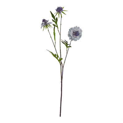 Anastasija Arrangement