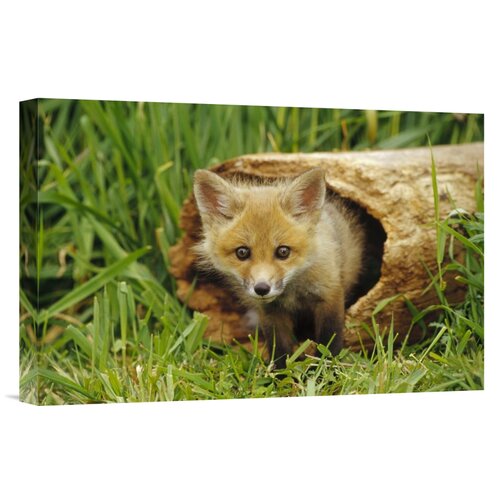 Bless international Red Fox Kit On Canvas Print - Wayfair Canada