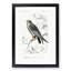 Bird Illustration PL. 25 by Charles D' Orbigny - Single Picture Frame Painting-55457194-55457195