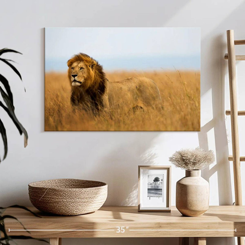 Lion chassant en safari, H 16 po x l 24 po