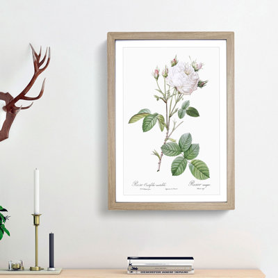 Cabbage Rose in Pale Pink by Pierre-Joseph Redoute - Picture Frame Art Print