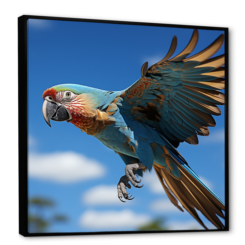Perroquets ailes de beauté I sur toile, Cadre flottant noir, H 36 po x l 36 po