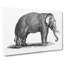 Elephant In Black And White by George Shaw - Wrapped Canvas Print-55372924