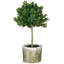 Arbre à buis topiaire mini orb
