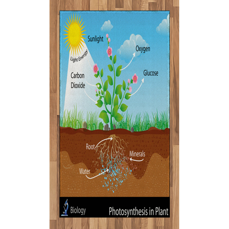 Tapis décoratif à longues fibres en fibres à haute densité Science, Rectangle 2 pi 7 po x 5 pi