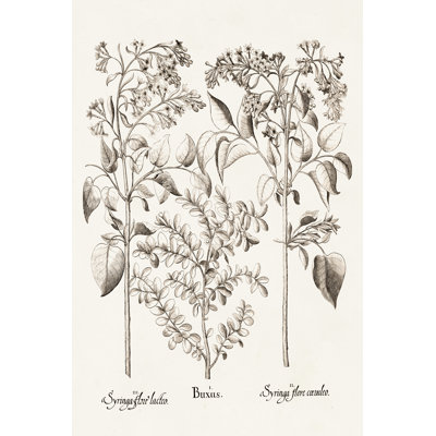 Sepia Besler Botanicals I by Basilius Besler - Painting