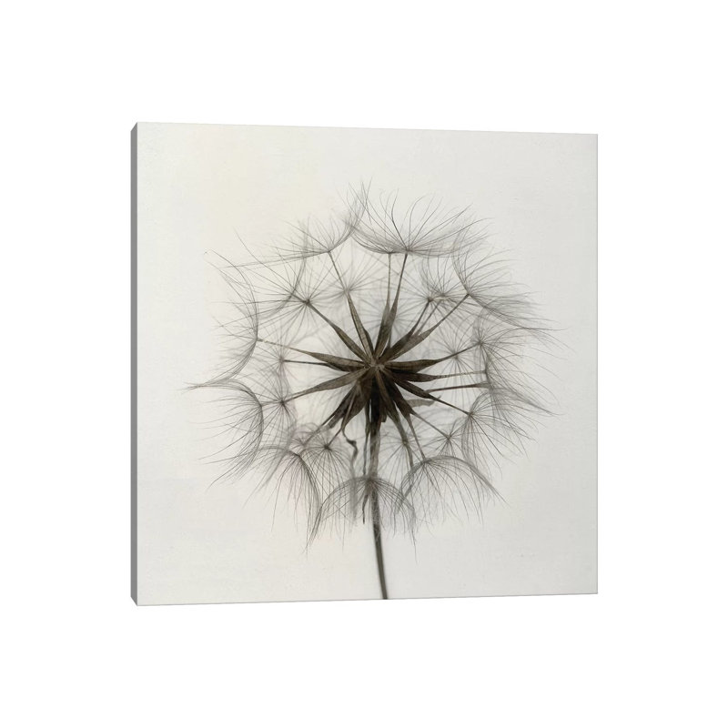 Tragopogon 1 Piece Wrapped Canvas Wall Art, 66.04 cm H x 66.04 cm W x 1.91 cm D