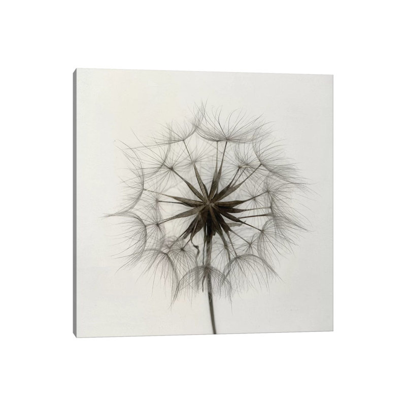 Tragopogon 1 Piece Wrapped Canvas Wall Art, 45.72 cm H x 45.72 cm W x 1.91 cm D
