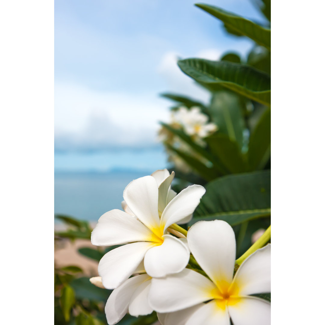 Leinwandbild Plumeria Flowers von Preto Perola