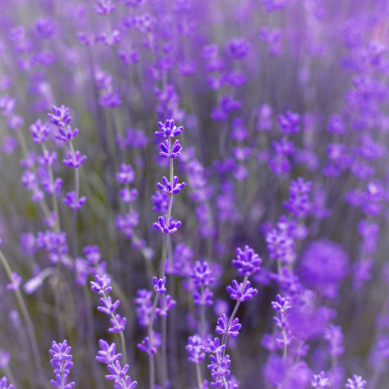 Fleurs de lavande - photographie sur toile tendue, H 12 po x l 12 po