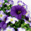 Couronne 20 po Morningglory-322782477