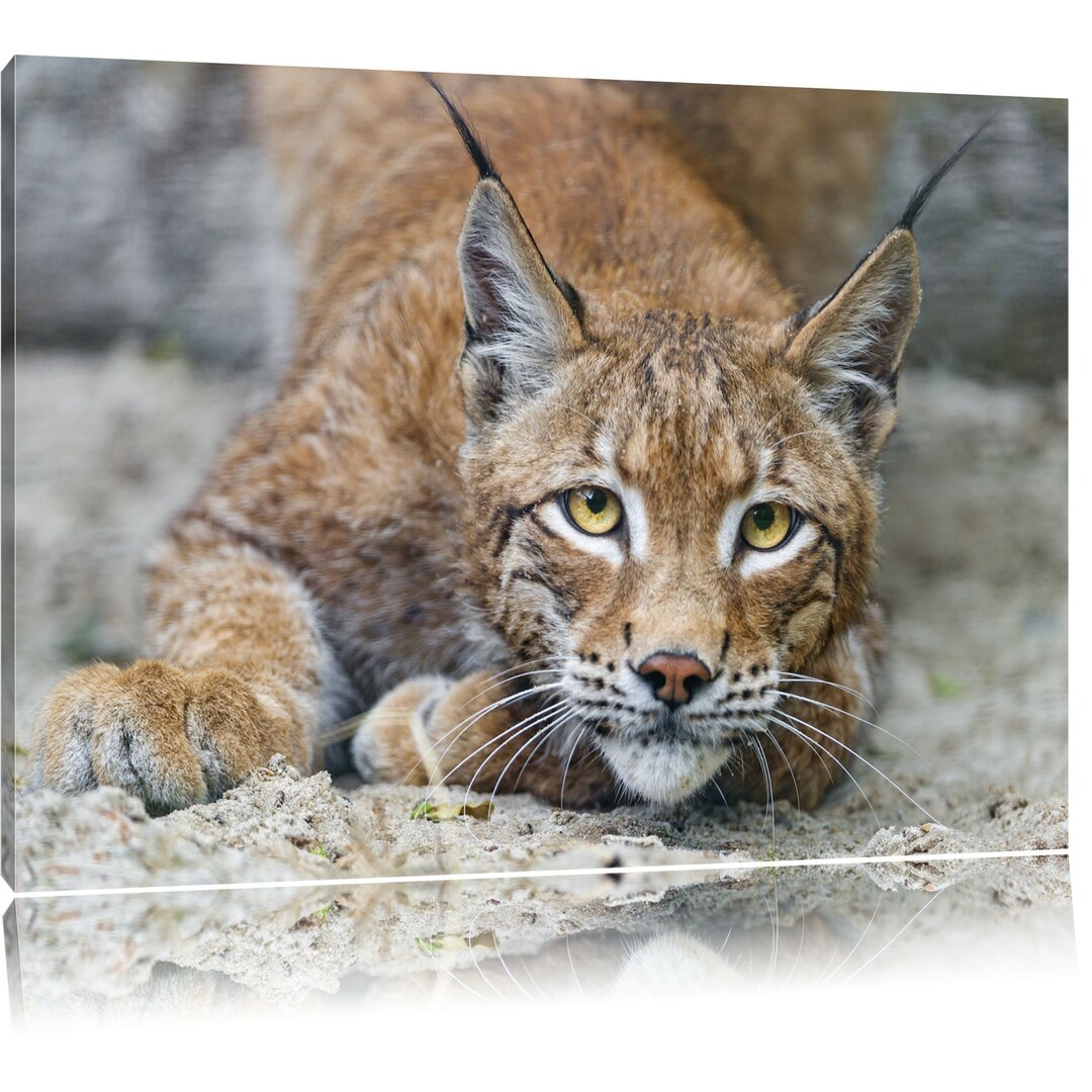 Leinwandbild Wachsamer Luchs