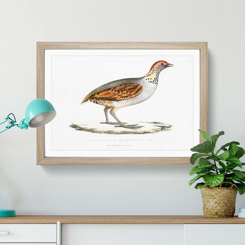 Olive Partridge Illustration by John Edward Gray - Picture Frame Painting Print, 36cm H x 48cm W x 2cm D, Oak Framed