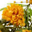 Guirlande de pivoines oranges artificielles 5 pi x 10 po non éclairées