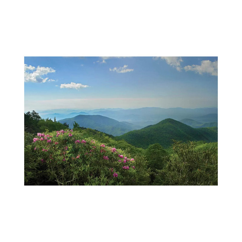 Rhododendron Tree Flowering At Craggy Gardens, Blue Ridge Parkway, North Carolina by Tim Fitzharris - Wrapped Canvas Print