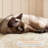 Daughtry 64.5" H Multi-Level Cat Tree-871946477
