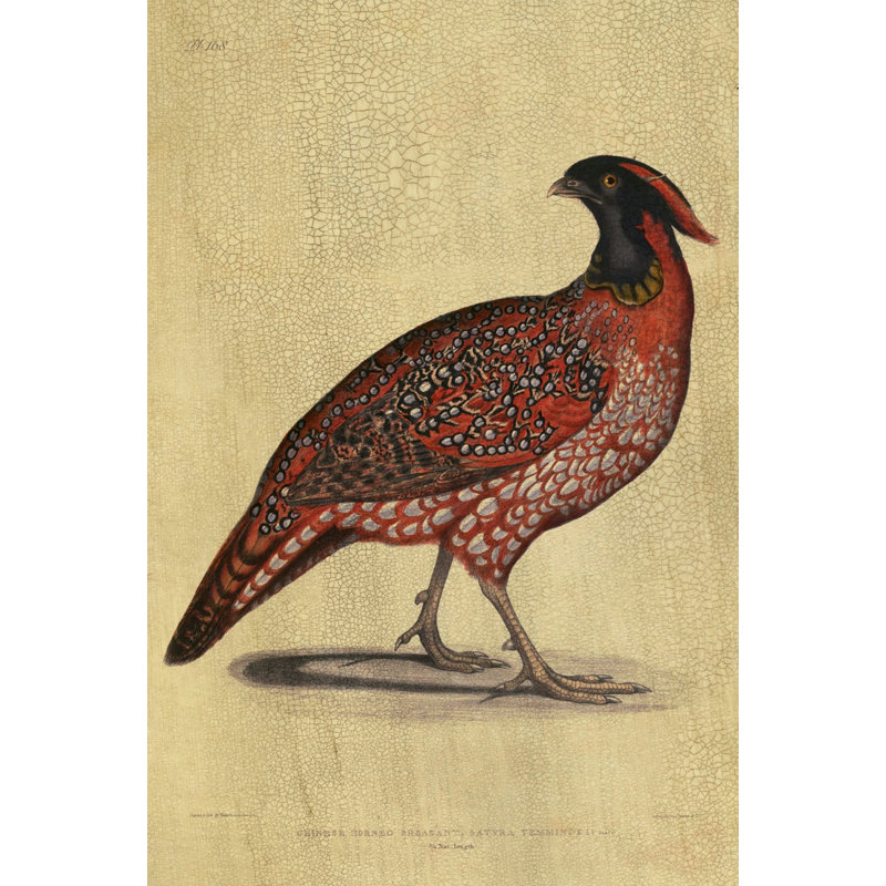 Black Headed Phesant 4 Print