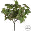 Ivy Bush