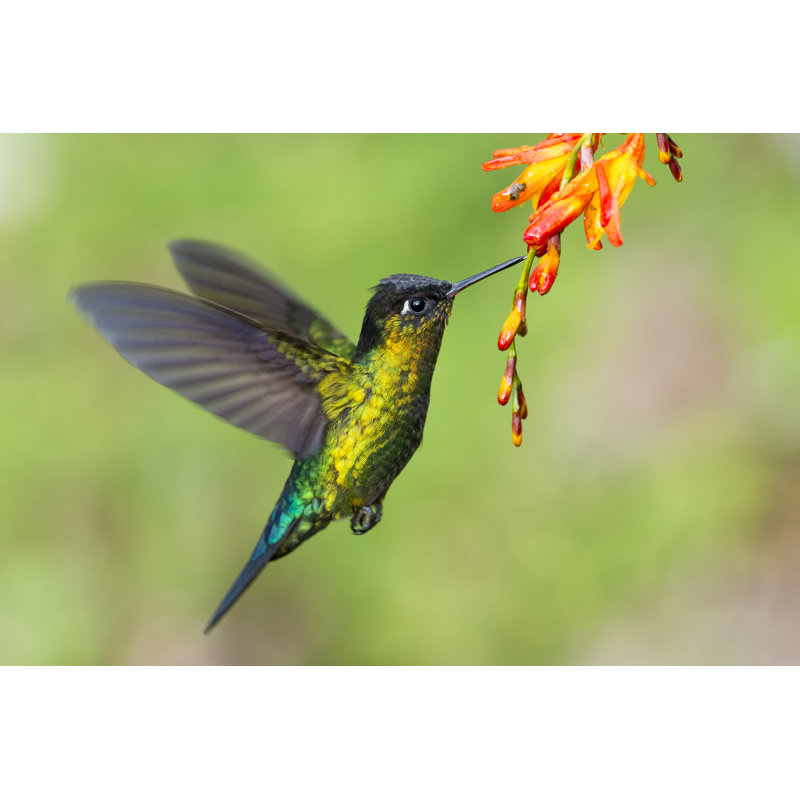 «Fiery-Throated Hummingbird Hovering» par Drferry - photographie sur toile tendue, H 24 po x l 36 po