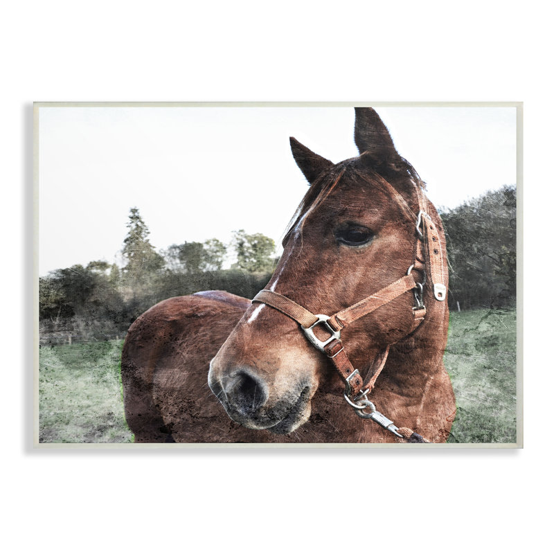 «Horse Posing in Field» par Milli Villa - reproduction de photo à cadre flottant, H 10 po x l 15 po x P 0,5 po, Plaque murale