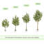 Andreita Faux Olive Tree in Pot-1289731311