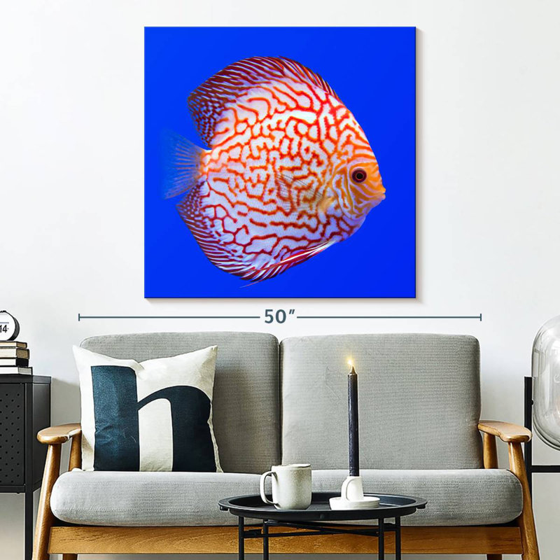 Brampt Exotic Discus Fish, 33'' H x 33'' W