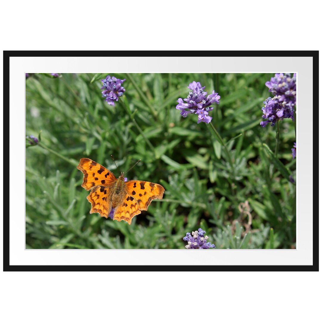 Schmetterling in Blumenwiese Gerahmter Fotodruck Poster