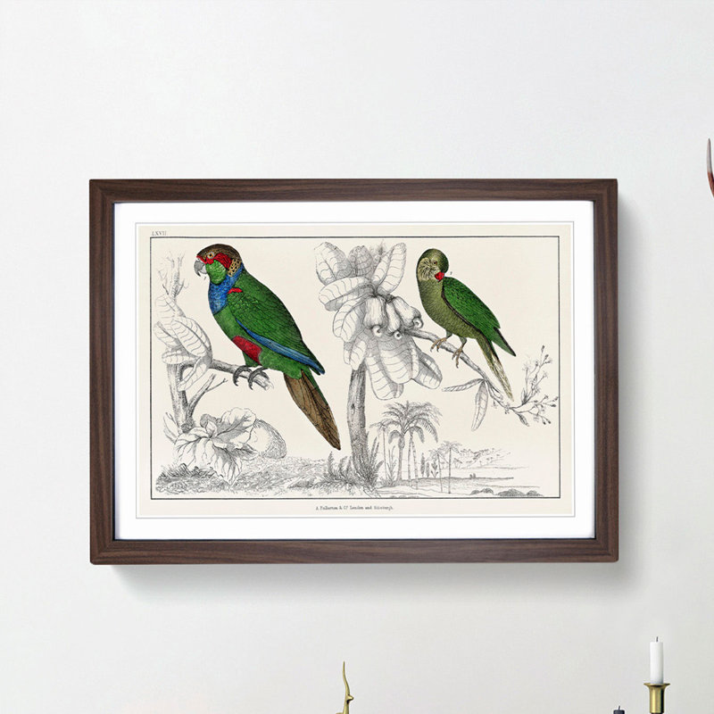 Parrots by Oliver Goldsmith - Framed Print, 36cm H x 48cm W x 2cm D, Walnut Framed