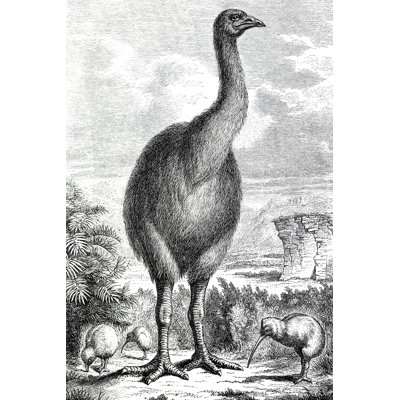 Gravure de Moa et kiwi exterminés de 1870 par Grafissimo