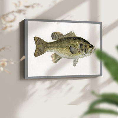 Female Brook Trout -Framed Print - Restickable