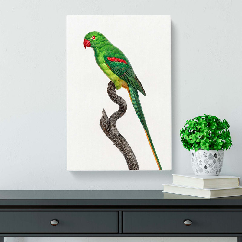 Alexandrine Parakeet - Wrapped Canvas Painting, 60cm H x 40cm W x 3cm D